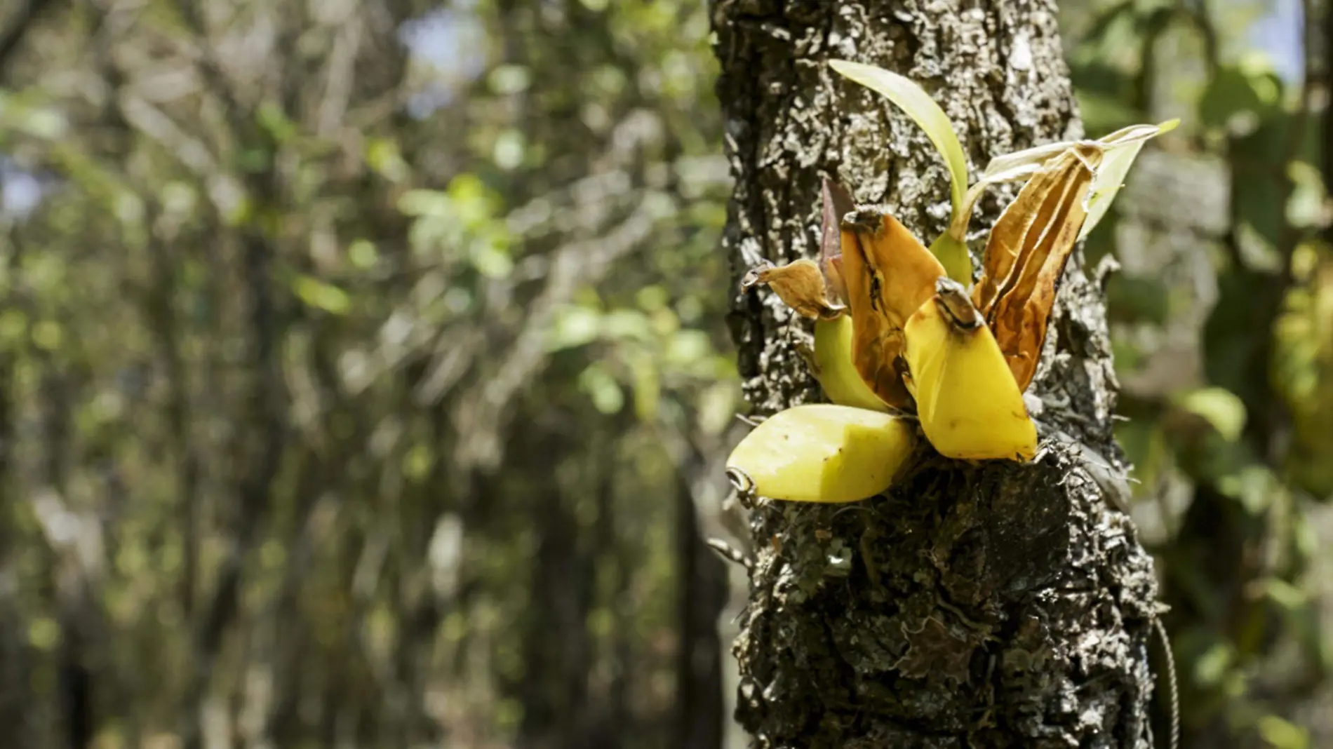 ESPECIES ORQUIDEAS_AJO (1)